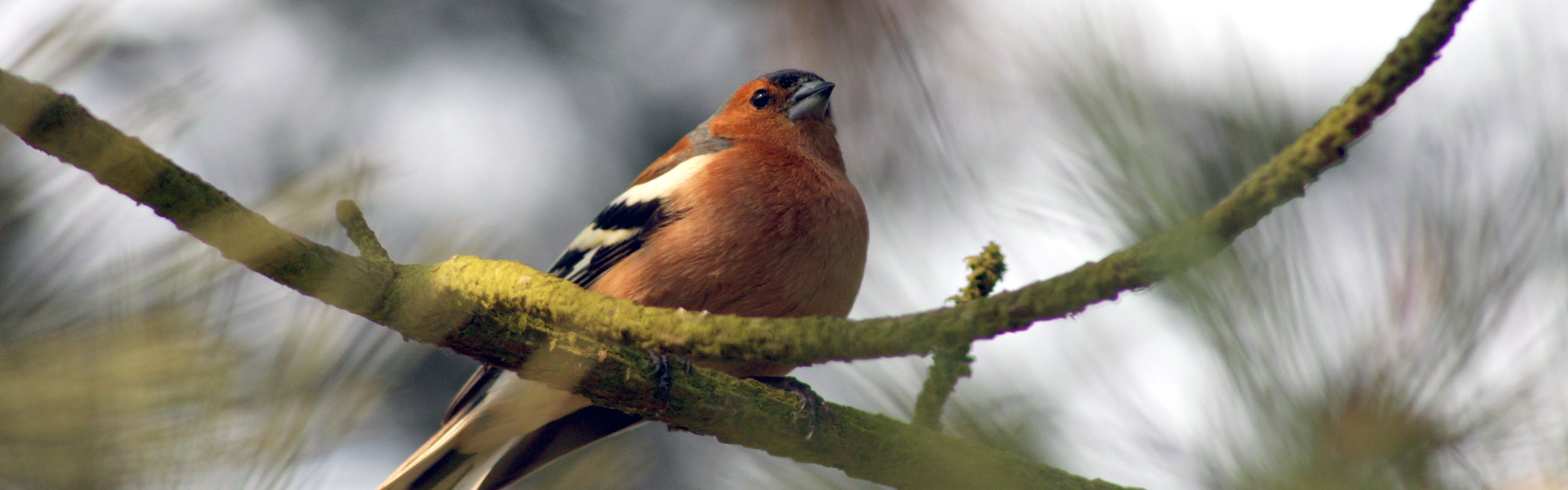 Le pinson description, chant, photos